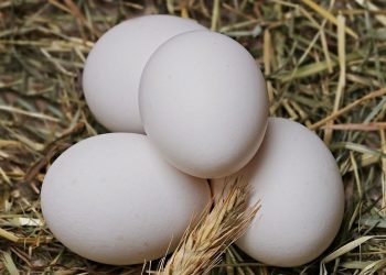 5 Manfaat Telur Ayam Kampung yang Belum Banyak Diketahui Orang