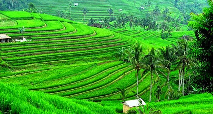 Foto: belimbingvilage.blogspot.com