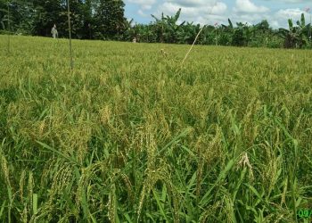 Tingkatkan Kesejahteraan Masyarakat, LDII Dorong Lumbung Pangan Wilayah Perbatasan
