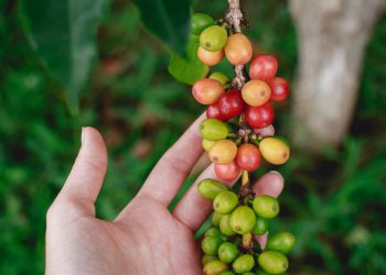 Kopi Warisan Peradaban Islam untuk Dunia