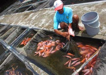 Budidaya ikan di Gunung Kidul