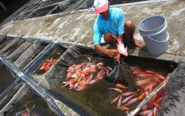 Budidaya ikan di Gunung Kidul