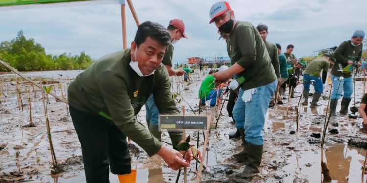 Momen Wanhat dan Ketua DPW LDII Kaltim menanam mangrove di Kenyamukan, Kalimantan Timur dalam rangka Bulan Menanam Pohon. Foto: LINES.