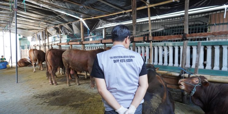 Kegiatan kurban di lingkungan pondok pesantren tidak luput dari pantauan Dinas Ketahanan Pangan dan Pertanian (DKPP) Kota Kediri. Foto: LINES.