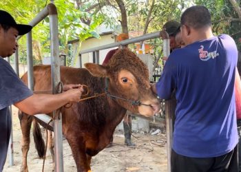 PAC LDII Bintara Jaya Jadikan Kurban Pererat Kerukunan dengan Warga Sekitar
