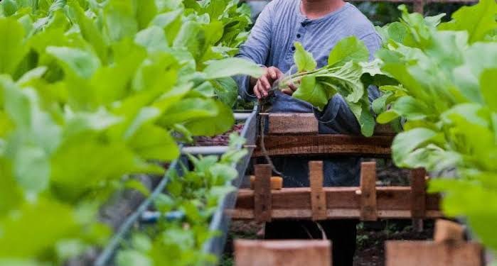 Petani bayam jepang di Lembang, Bandung. Foto: LINES