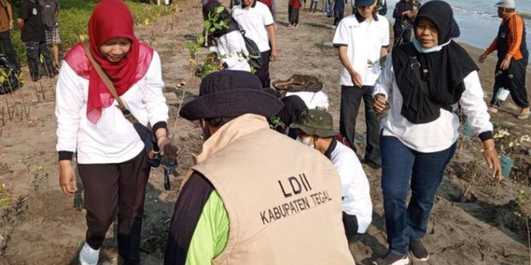 LDII Kabupaten Tegal berpartisipasi dalam kegiatan penanaman 3.000 mangrove di Desa Demangharjo, Tegal, Jawa Tengah. Foto: LINES.