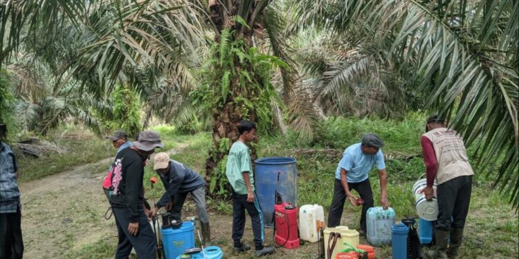 Tiga Pimpinan Cabang Lembaga Dakwah Islam Indonesia (PC LDII) dari Kecamatan Sarolangun, Singkut, dan Air Hitam bergotong royong menyemprot rumput di kebun sawit milik LDII Sarolangun. Foto: LINES