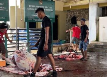 Sembelih 80 Ekor, LDII Maluku Utara Berbagi Daging Kurban