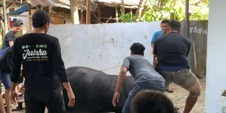 Warga Pimpinan Anak Cabang (PAC) LDII Kelurahan Sugihwaras, Polewali Mandar, Sulawesi Barat kembali menunjukkan semangat ibadah dan kepedulian sosial melalui pelaksanaan kurban yang tersebar di empat masjid naungan LDII yakni Masjid Baiturrahmah, Baitul Jannah, Baitul A’la, dan Baitul Haq, Jumat (6/6). Foto: LINES