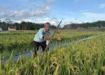 Tekun Bertani di Lahan Gambut, Taswadi Warga LDII Melawi Siap Panen Padi