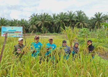 LDII Melawi Berhasil Panen Demplot Padi ‘Amfibi’ di Lahan Gambut