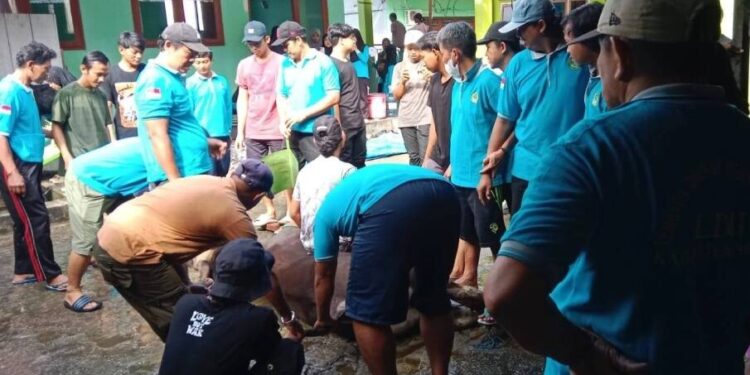 DPD LDII Kabupaten Fakfak menyembelih 10 ekor sapi kurban pada Hari Raya Idul Adha 1447H. Foto: LINES.