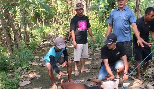 Warga LDII Kabupaten Rembang melaksanakan ibadah kurban pada Idul Adha 1447 Hijriah/2026 Masehi. Foto: LINES